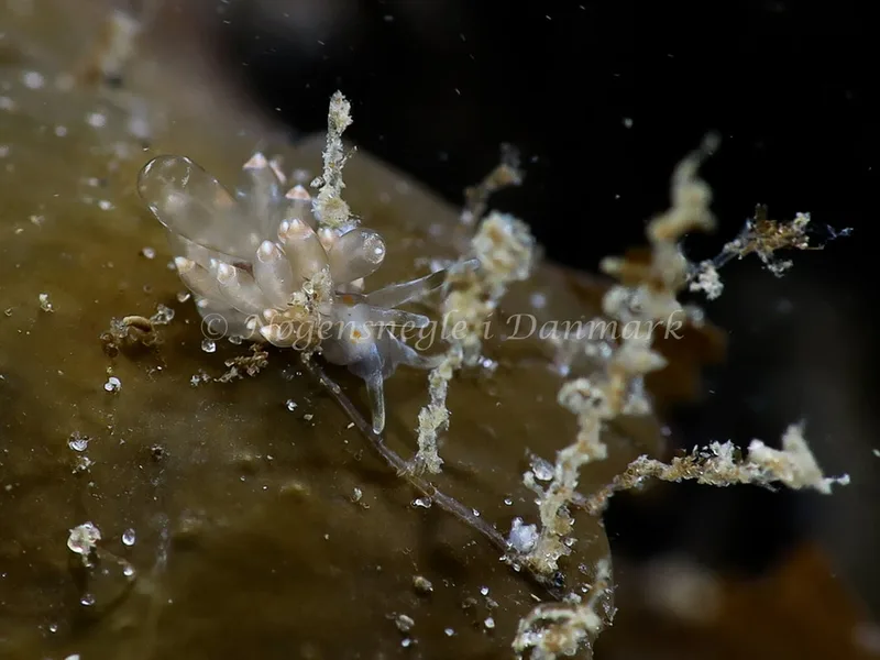 Amphorina viriola - Lyngsbo Strand - Foto: HP Ølgaard