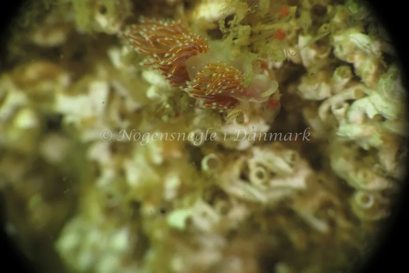 Facelina auriculata - Barken, Saltum Strand - Foto: Ib Sørensen