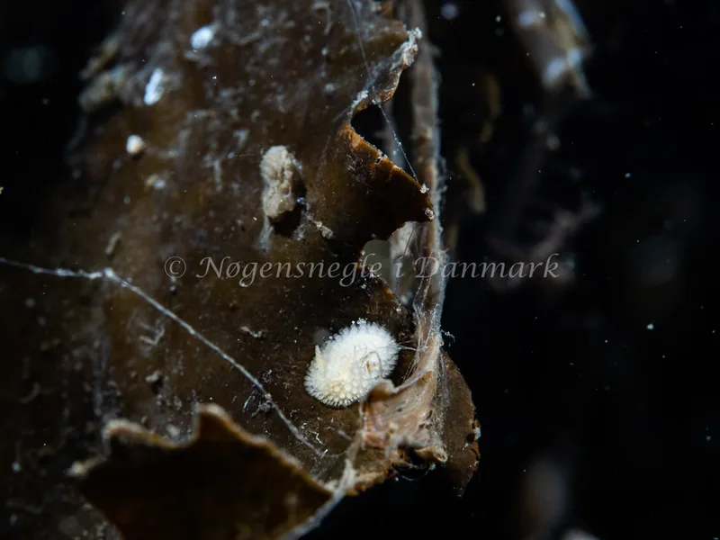Onchidoris muricata - Ammoniakhavnen - Foto: Michael Christensen