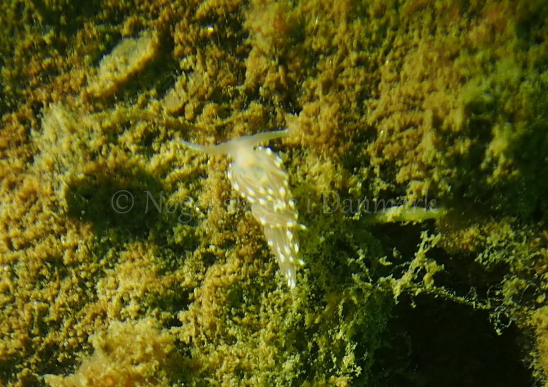 Foto: Jens Egon Jørgensen ....... Facelina bostoniensis -- www.nudibranchia.dk