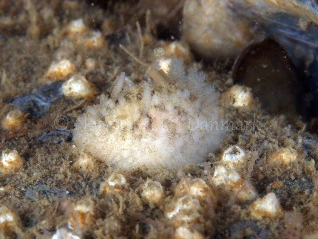 Foto: Jørn Ari ....... Onchidoris bilamellata - www.nudibranchia.dk - Nøgensnegle i Danmark