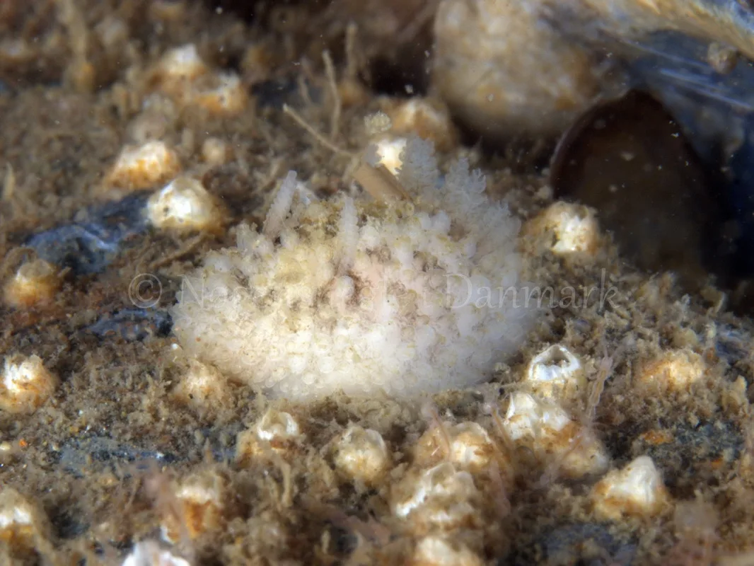 Foto: Jørn Ari ....... Onchidoris bilamellata - www.nudibranchia.dk - Nøgensnegle i Danmark