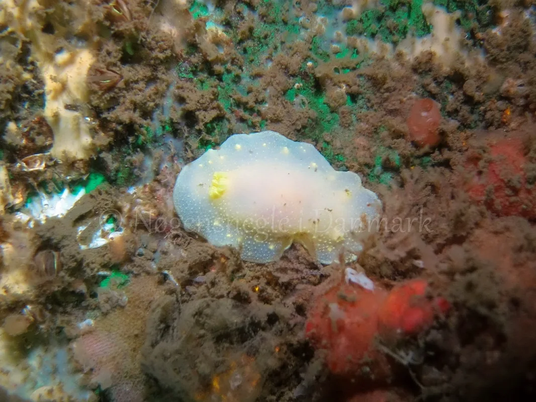 Foto: Claus Neupart ....... Cadlina laevis  - www.nudibranchia.dk - Nøgensnegle i Danmark 