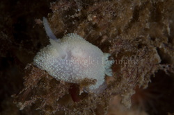 Foto: Poul Erik Rasmussen ....... Acanthodoris pilosa -- www.nudibranchia.dk