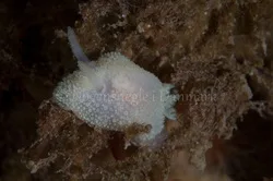 Foto: Poul Erik Rasmussen ....... Acanthodoris pilosa -- www.nudibranchia.dk
