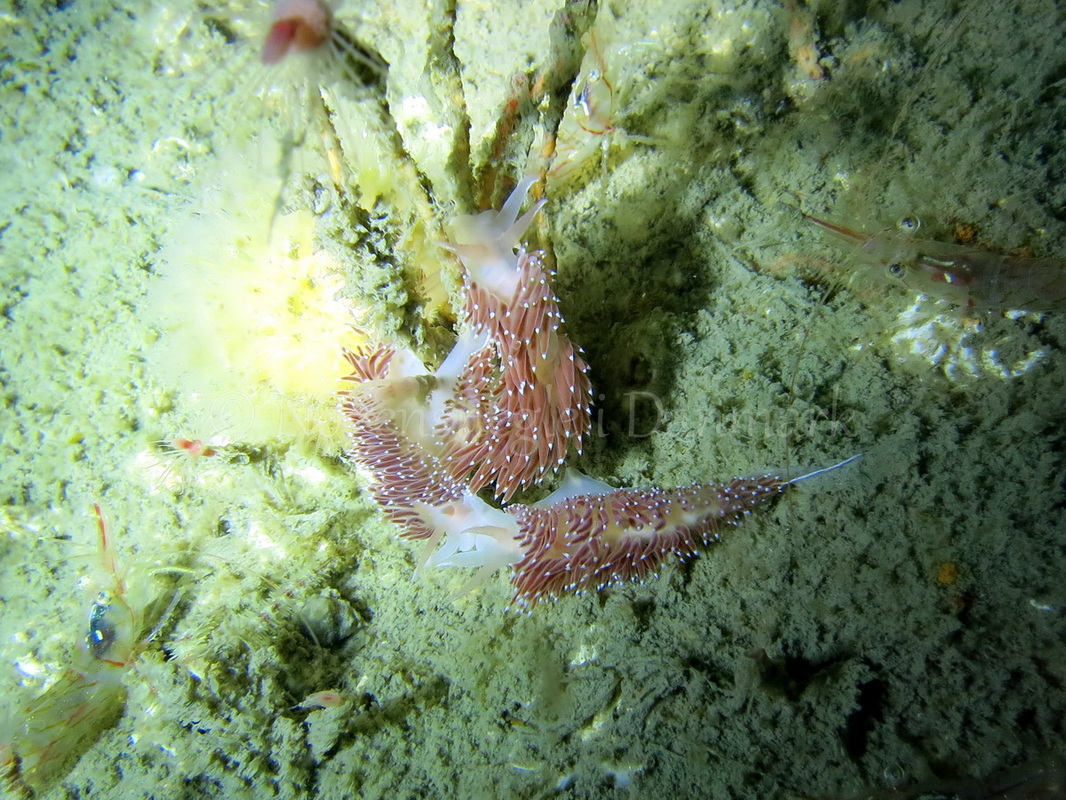 Foto: Emil Vestager ....... Flabellina verrucosa -- www.nudibranchia.dk