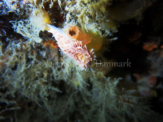 Foto: Emil Vesterager ....... Aeolidia papillosa --- www.nudibranchia.dk