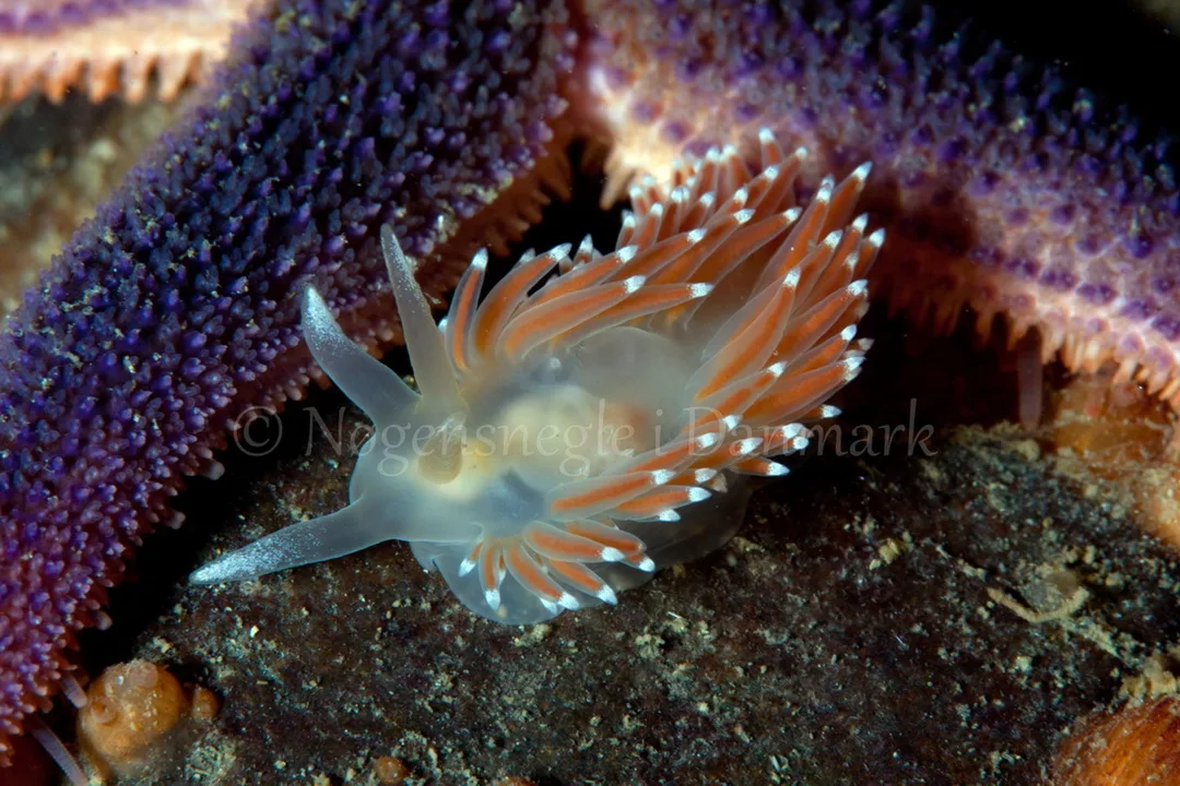 Foto: Poul Erik Rasmussen ....... Flabellina browni - www.nudibranchia - Nøgensnegle i Danmark