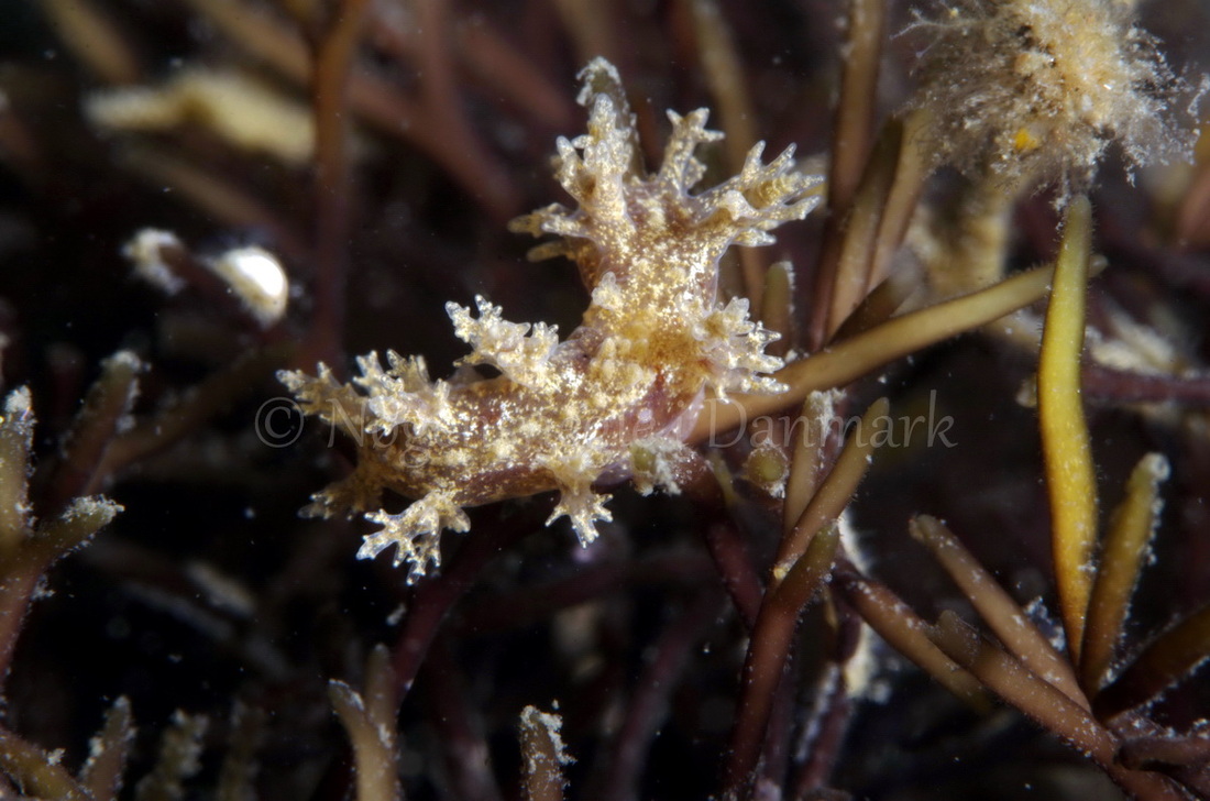 Foto: Jørn Ari ....... Dendronotus frondosus -- www.nudibranchia.dk