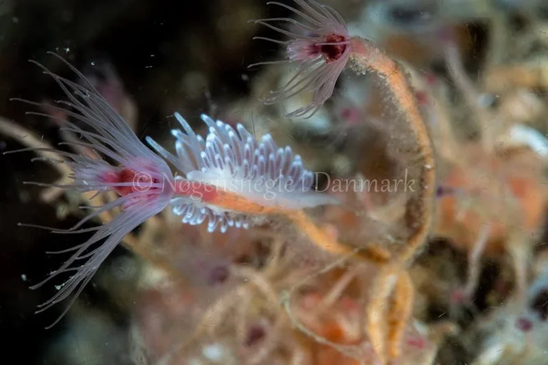 Cuthonella concinna - Ammoniakhavnen - Foto: Ole Dreyer