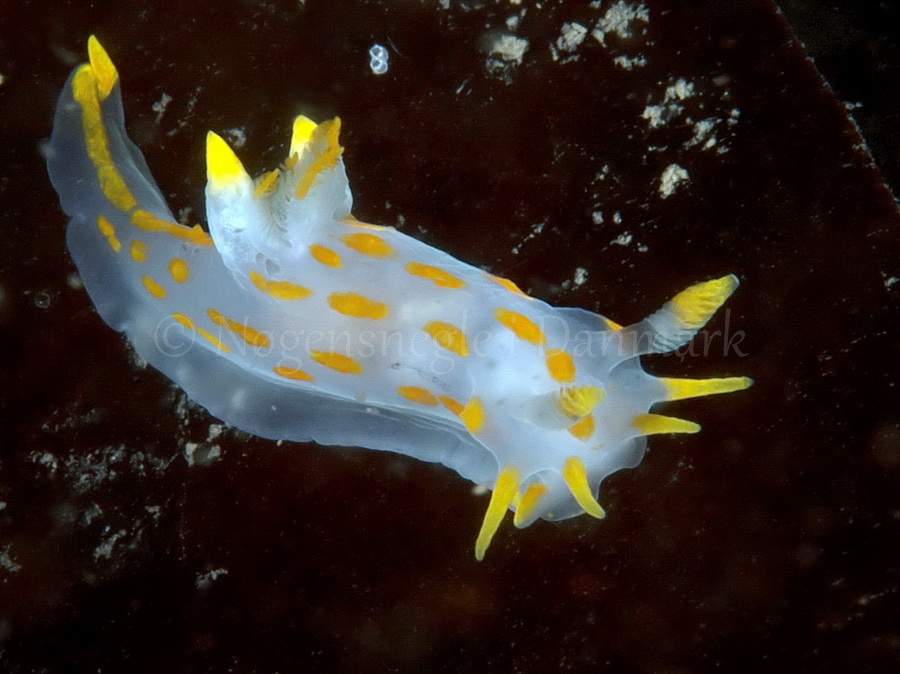 Foto: Jørn Ari ....... Polycera quadrilineata - www.nudibranchia.dk - Nøgensnegle i Danmark