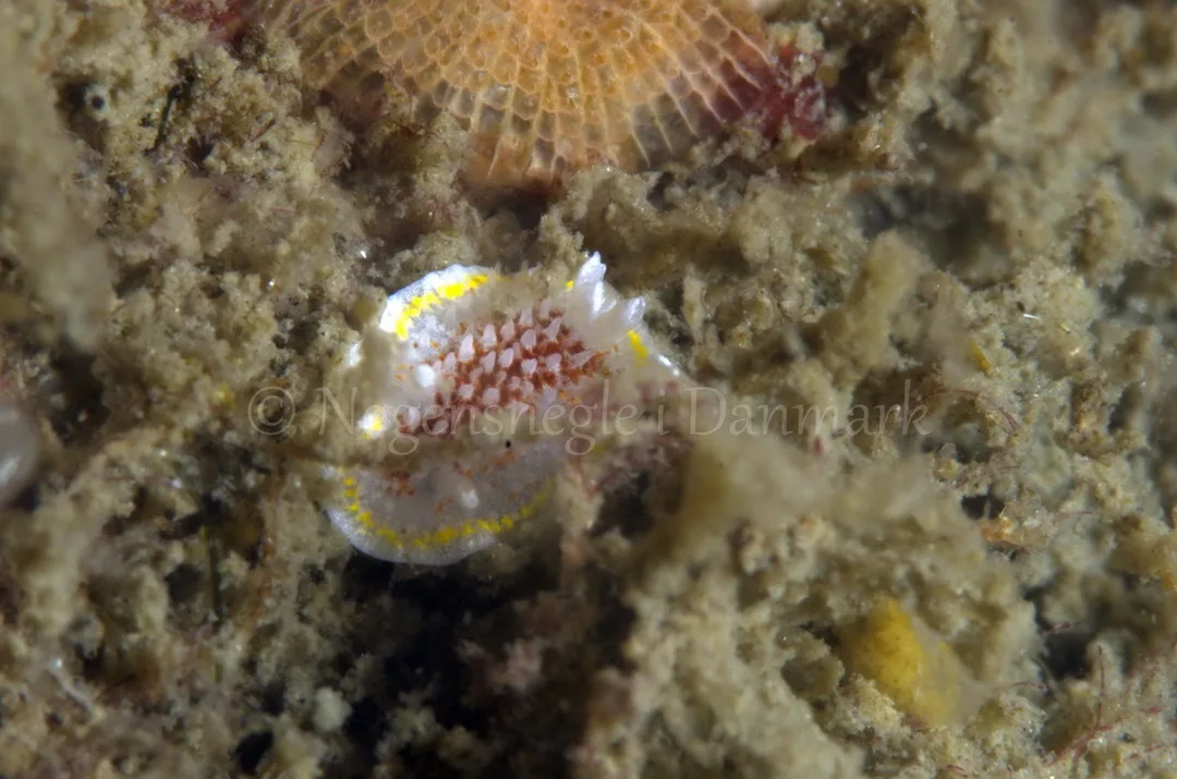 Foto: Jørn Ari ....... Diaphorodoris luteocinta  -- www.nudibranchia.dk