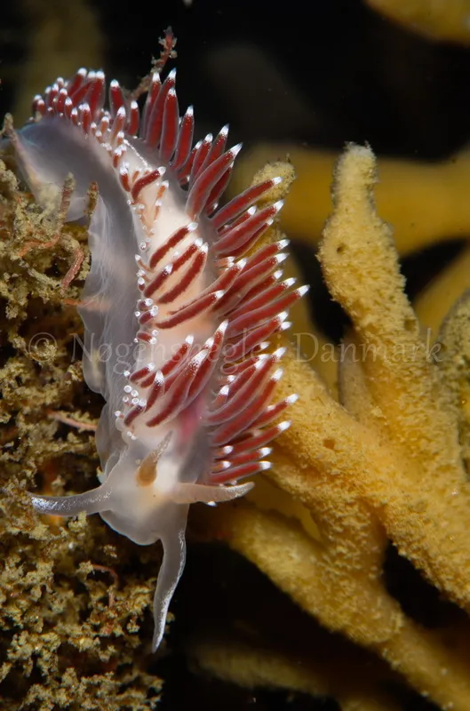 Foto: René B Nielsen ....... Flabellina verrucosa -- www.nudibranchia.dk