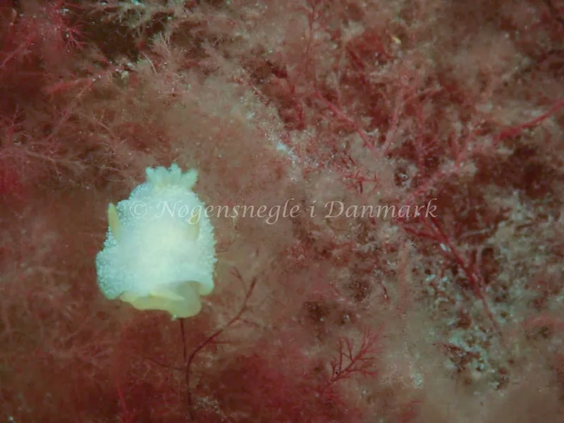 Acanthodoris pilosa - Whiskey Reef, Skovshoved Havn - Foto: Lonnie Andersen