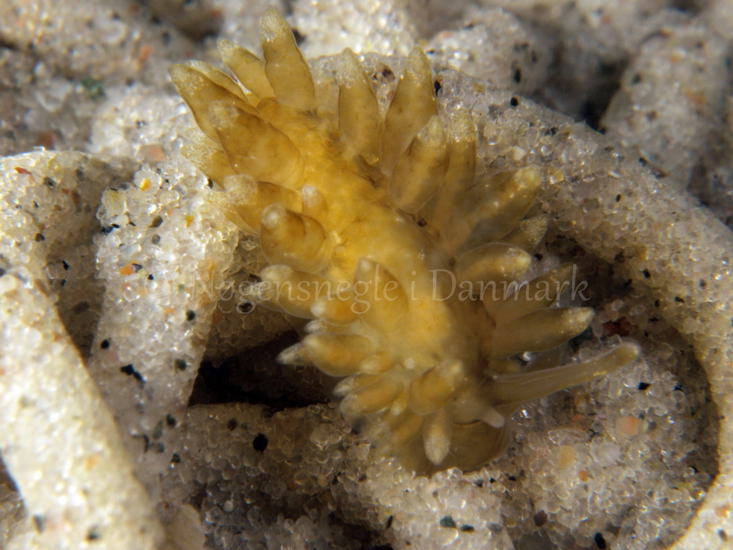 Foto: Martin Allen ....... Eubranchus sp -- www.nudibranchia.dk