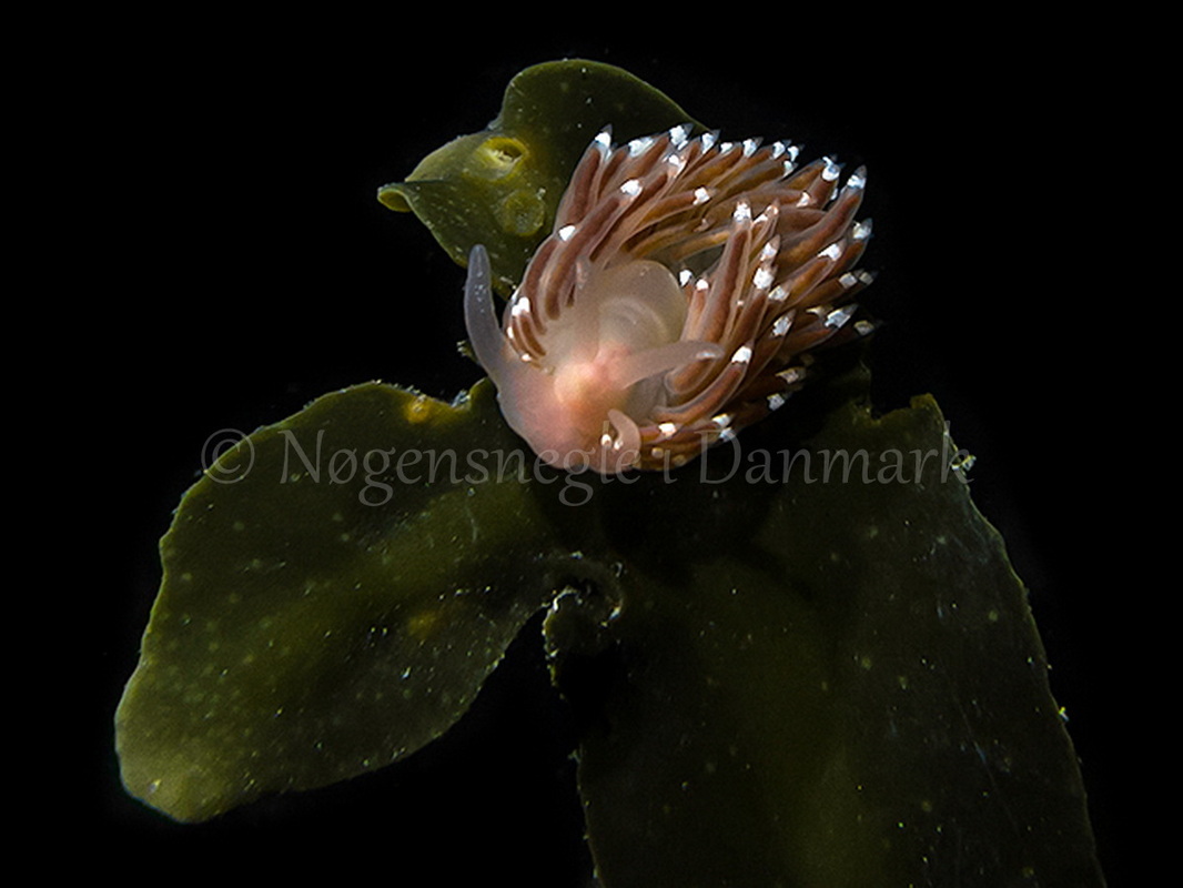 Foto: Hrumpff ....... Facelina bostoniensis - www.nudibranchia.dk - Nøgensnegle i Danmark