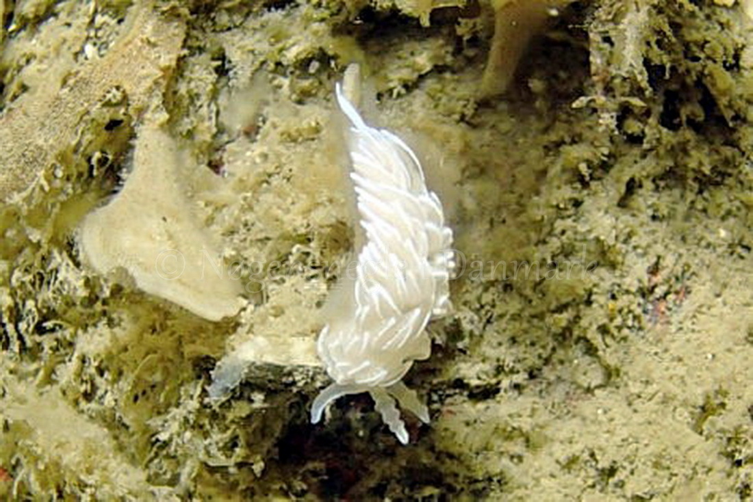 Foto: Frank Blom ....... Favorinus blianus -- www.nudibranchia.dk