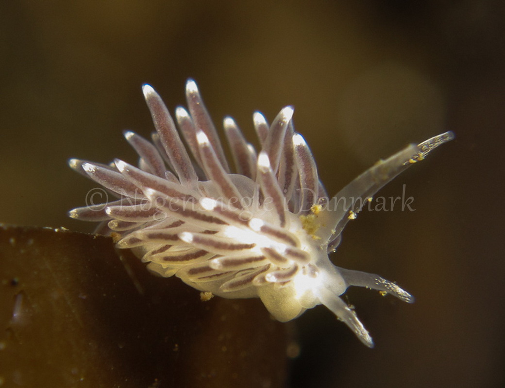 Foto: Lars Nedergaard ....... Cuthona concinna - www.nudibranchia.dk - Nøgensnegle i Danmark