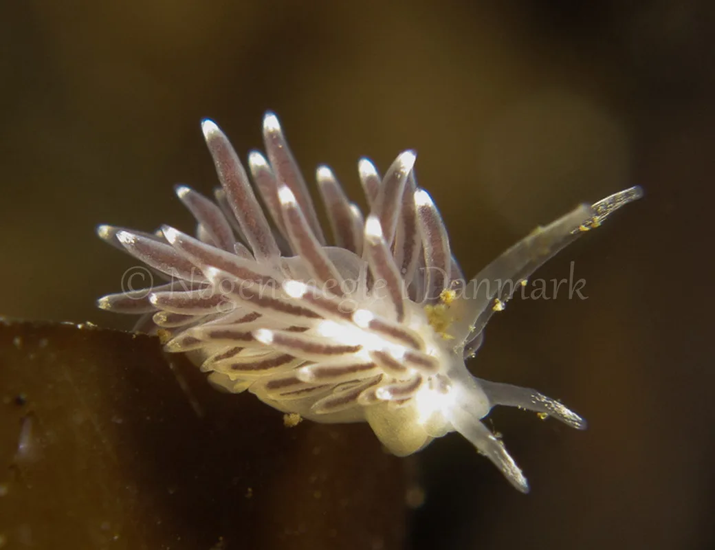 Foto: Lars Nedergaard ....... Cuthona concinna - www.nudibranchia.dk - Nøgensnegle i Danmark