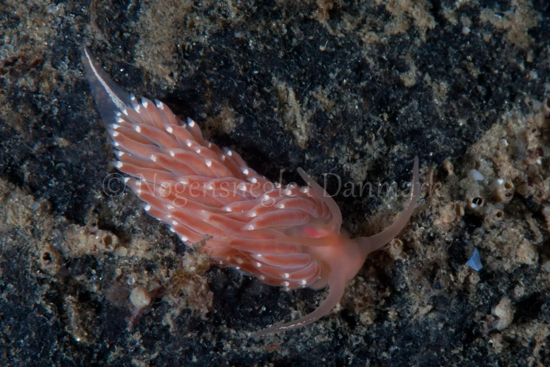 Foto: Poul Erik Rasmussen ...... Facelina cf bostoniensis - www.nudibranchia.dk - Nøgensnegle i Danmark