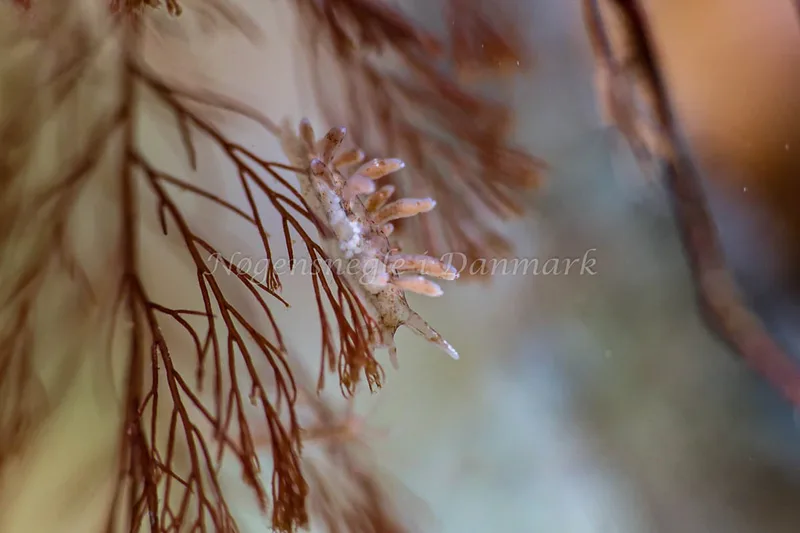 Eubranchus rupium - Snoghøj - Foto: Annette Jørgensen