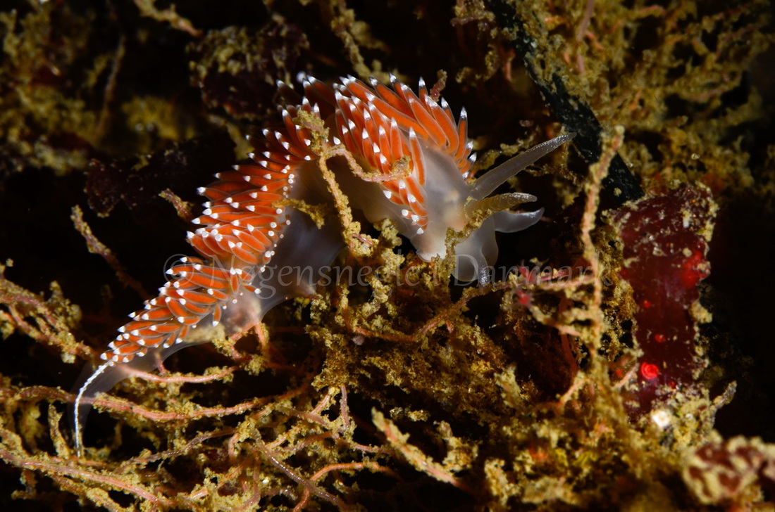 Foto: René B Nielsen ....... Flabellina verrucosa -- www.nudibranchia.dk