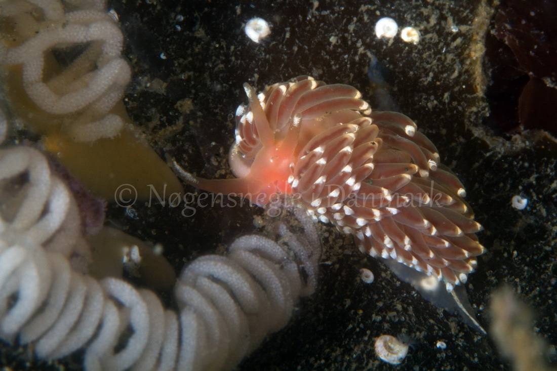 Foto: Poul Erik Rasmussen ....... Facelina bostoniensis -- www.nudibranchia.dk