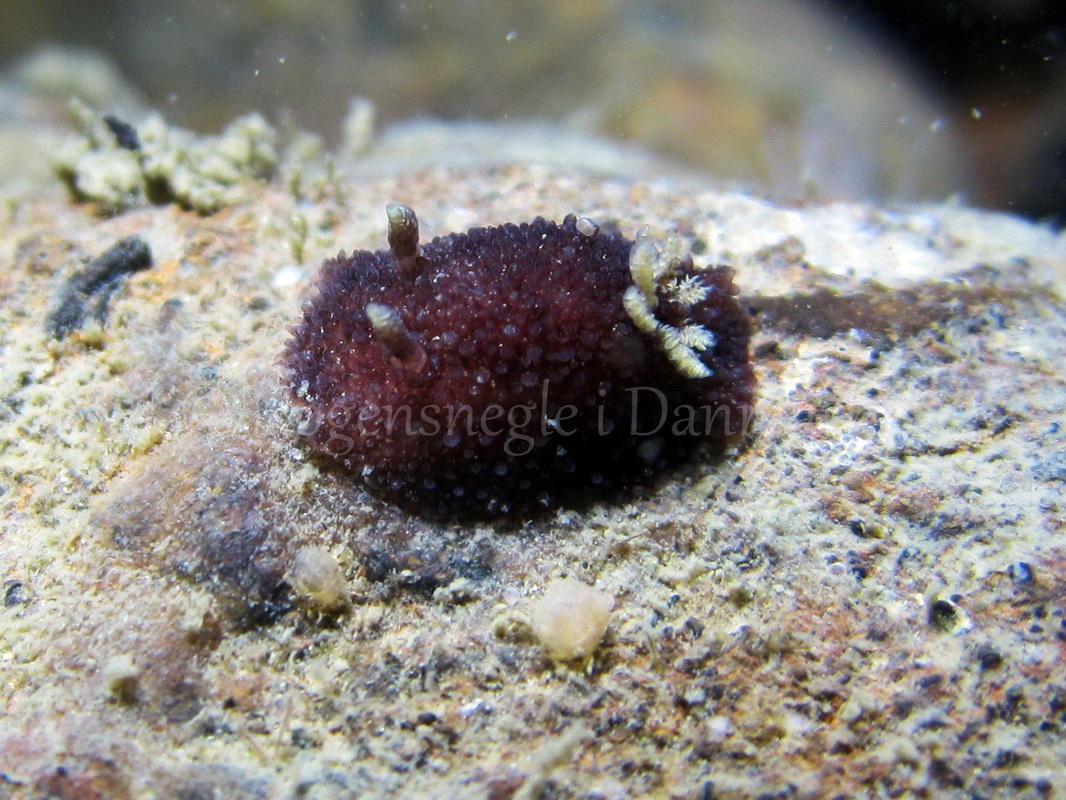 Foto: Claus Neupart ....... Acanthodoris pilosa - www.nudibranchia.dk - Nøgensnegle i Danmark
