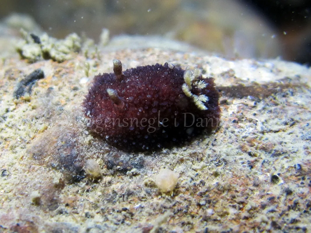 Foto: Claus Neupart ....... Acanthodoris pilosa - www.nudibranchia.dk - Nøgensnegle i Danmark