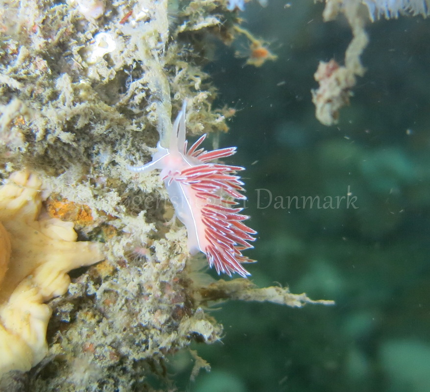 Foto: Emil Vesterager ....... Flabellina lineata --- www.nudibranchia.dk