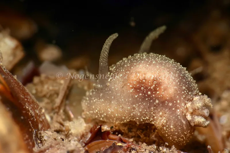 Acanthodoris pilosa - Lyngsbo Strand - Foto: AnneKatrine Frederiksen