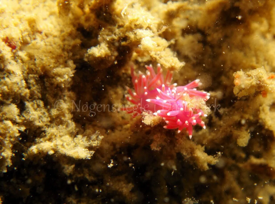 Foto: Ib Sørensen ....... Flabellina pedata -- www.nudibranchia.dk
