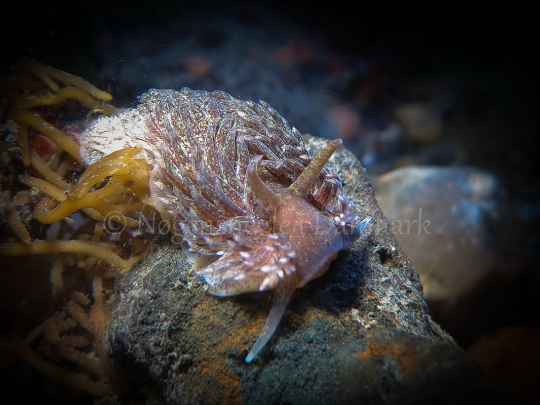 Foto: Claus Neupart ....... Aeolidia papillosa -- www.nudibranchia.dk