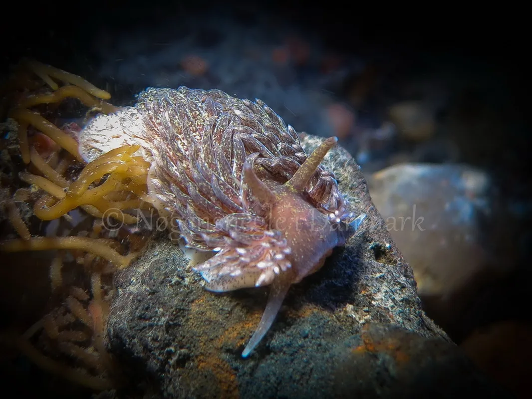 Foto: Claus Neupart ....... Aeolidia papillosa -- www.nudibranchia.dk