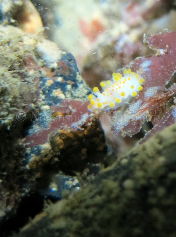 Foto: Emil Vesterager ....... Limacia clavigera -- www.nudibranchia.dk