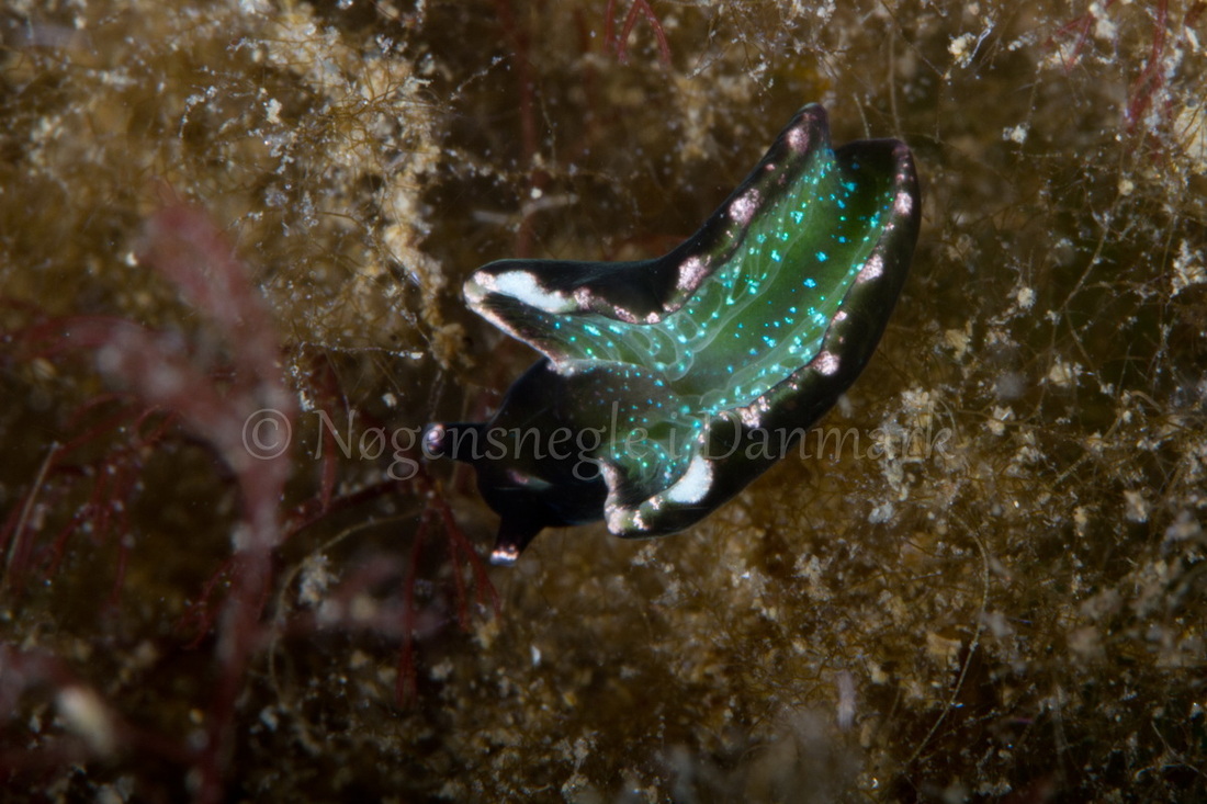 Foto: Poul Erik Rasmussen....... Elysia viridis  - www.nudibranchia.dk