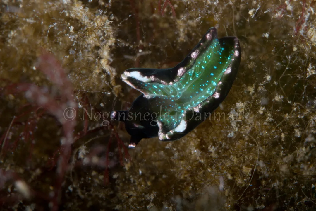 Foto: Poul Erik Rasmussen....... Elysia viridis  - www.nudibranchia.dk