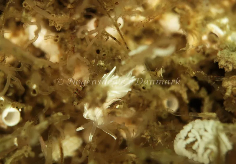 Favorinus blianus - Barken (Vrag) ved Saltum Strand - Foto: Ib Sørensen