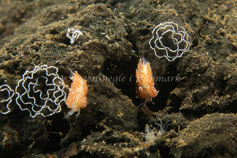 Facelina cf. bostoniensis - Lyngsbo Strand - Foto: Søren Skov Nielsen