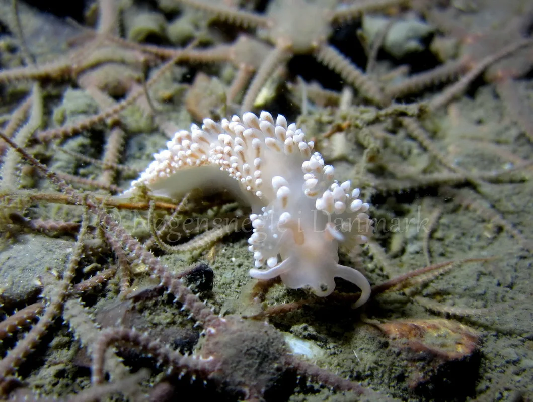 Foto: Claus Neupart ....... Flabellina verrucosa - www.nudibranchia.dk - Nøgensnegle i Danmark