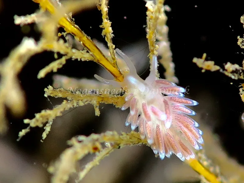 Cuthonella concinna - Ammoniakhavnen - Foto: HP Ølgaard