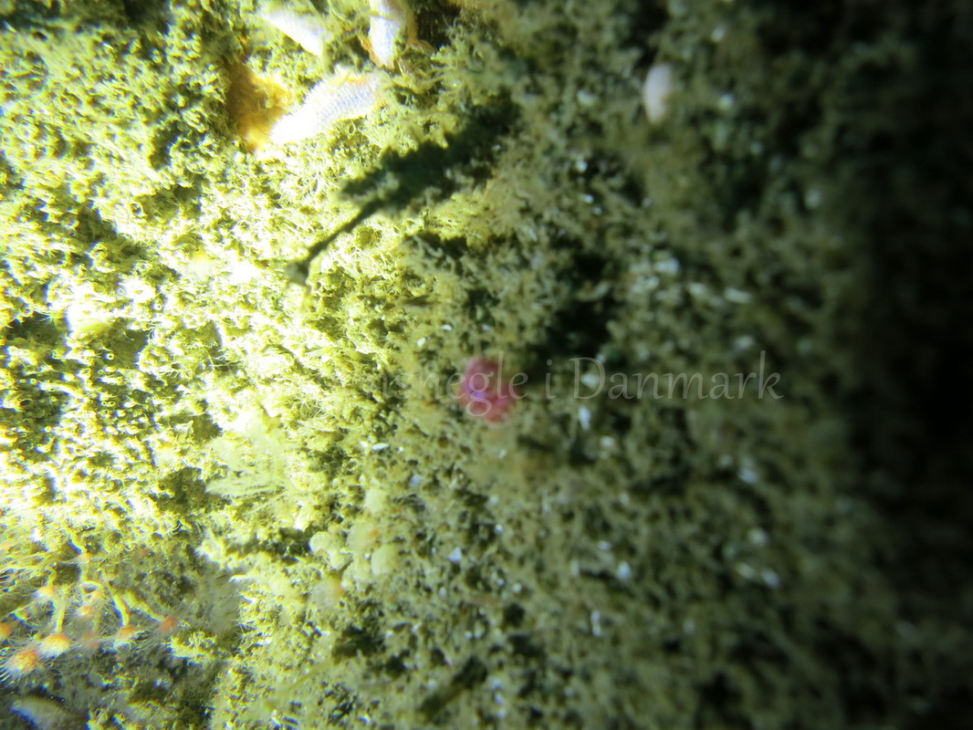 Foto: Emil Vesterager ....... Flabellina pedata --- www.nudibranchia.dk