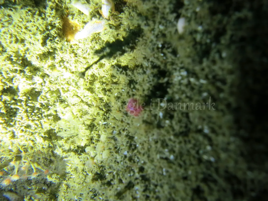 Foto: Emil Vesterager ....... Flabellina pedata --- www.nudibranchia.dk