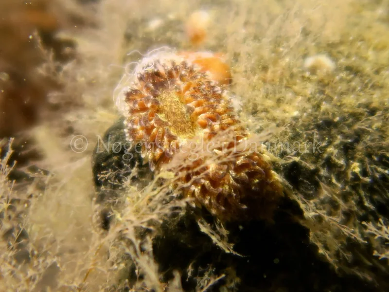 Aeolidia papillosa - Søbadet stenrev, Lillebælt - Foto: HP Ølgaard