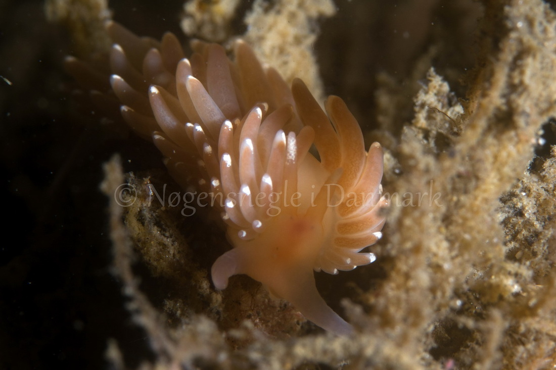 Foto: Poul Erik Rasmussen ....... Facelina cf bostoniensis -- www.nudibranchia.dk
