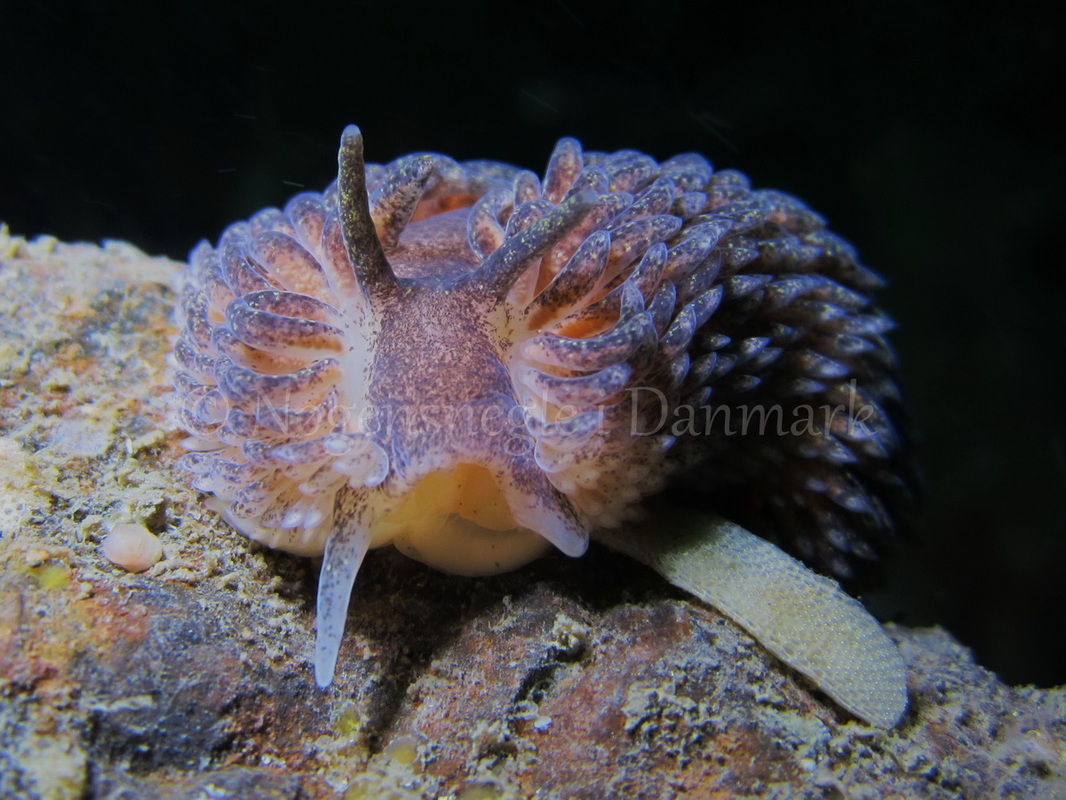 Foto: Claus Neupart ....... Aeolidia papillosa - www.nudibranchia.dk - Nøgensnegle i Danmark