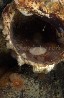 Foto: Jørn Ari ....... Onchidoris muricata -- www.nudibranchia.dk