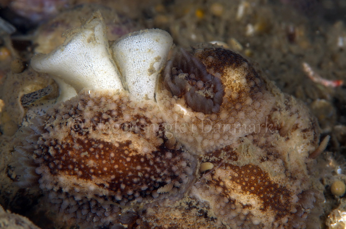 Foto: Jørn Ari ....... Onchidoris bilamellata - www.nudibranchia.dk - Nøgensnegle i Danmark