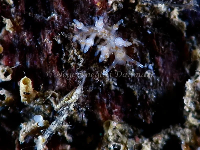 Eubranchus exiguus - Søbadet Stenrev - Foto: HP Ølgaard