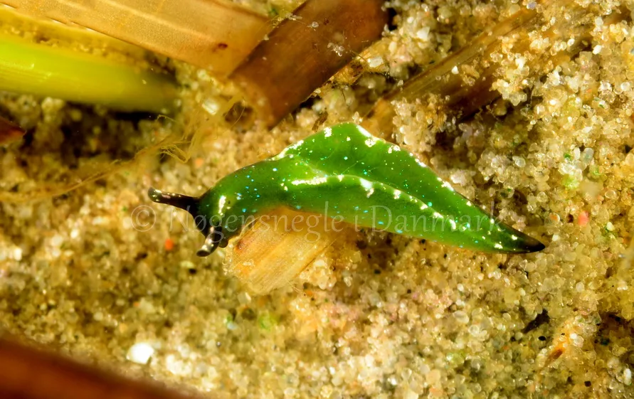 Foto: Henrik Obsen .......  Elysia viridis - nudibranchia.dk - Nøgensnegle i Danmark